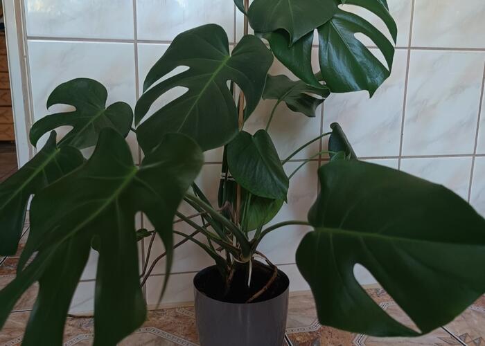 Grajewo ogłoszenia: Sprzedam kwiatki domowe , monsterę ,wys 73 cm.-50 zł.  i anginki...