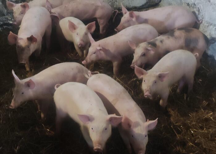 Grajewo ogłoszenia: Sprzedam prosięta widoczne na zdjęciach waga 20-25kg i mniejsze....