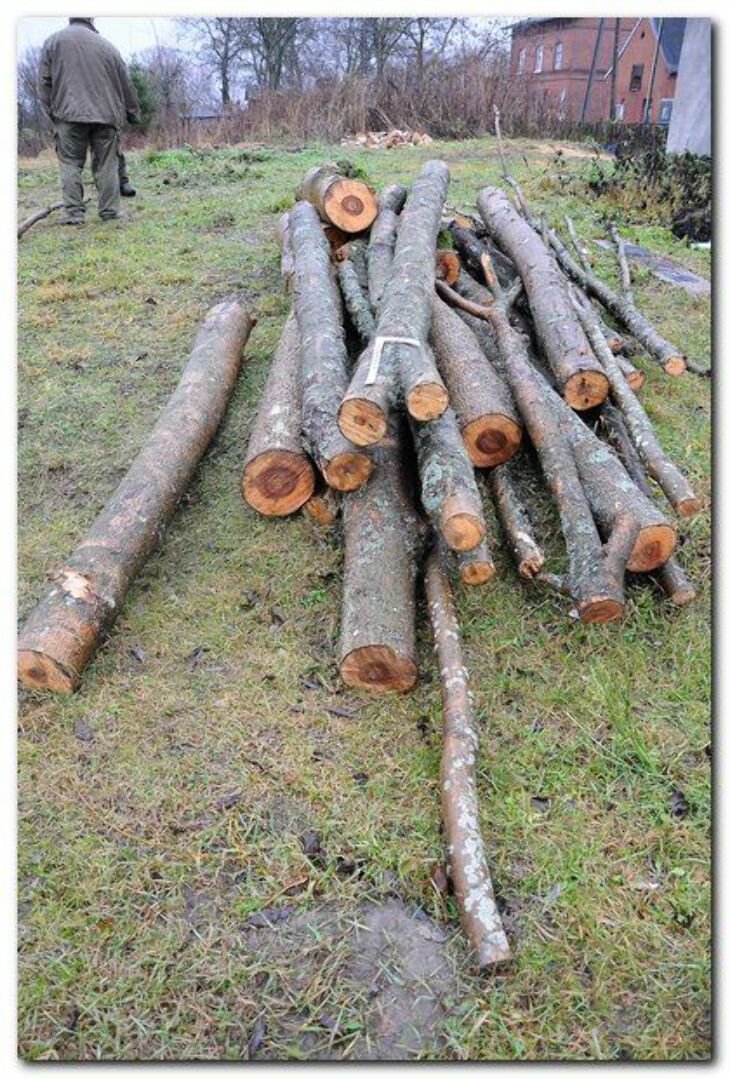 Kradzież drewna z lasu 