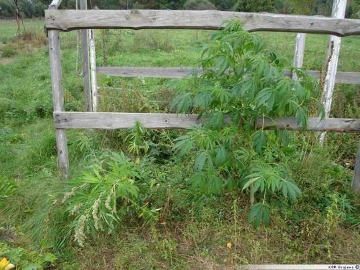 Marihuana w ogródku 
