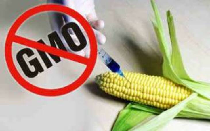 Strefa wolna od GMO