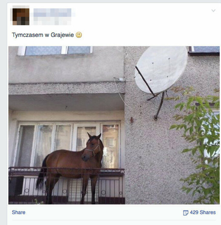 Koń na balkonie