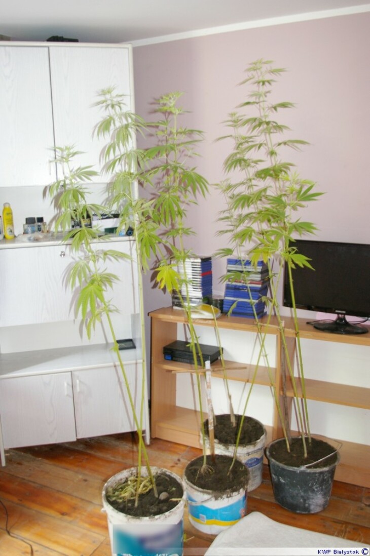 Domowa plantacja marihuany