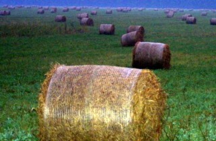 Nielegalnie skosili trawę