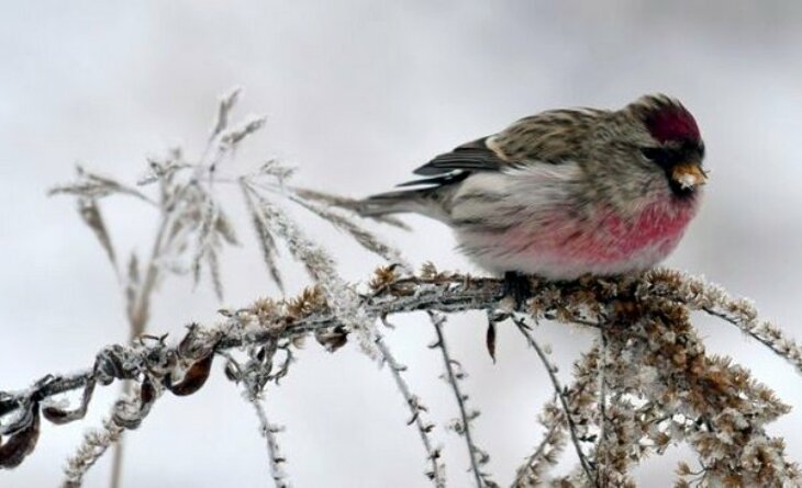 Goniądz: Zimowe ptakoliczenie