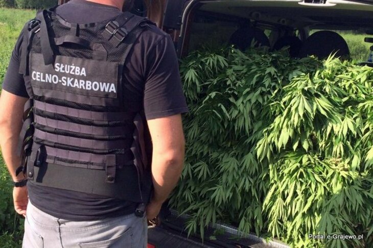 Zabezpieczono 21 kg marihuany