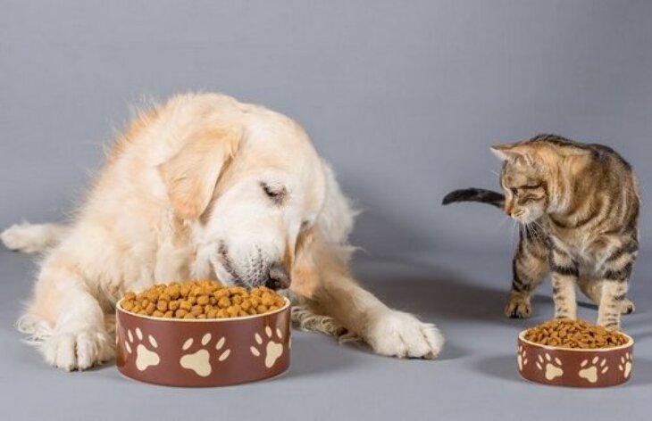 Jaka karma będzie najlepsza dla psa lub kota?