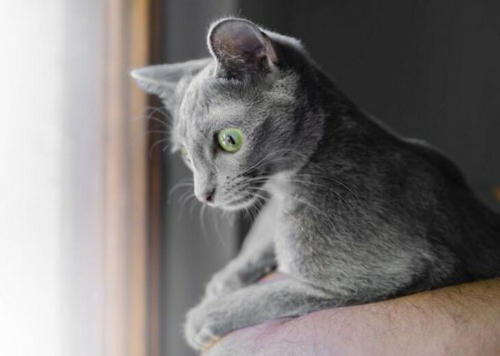 Rasy kotów - Kot Korat i Angora Turecka