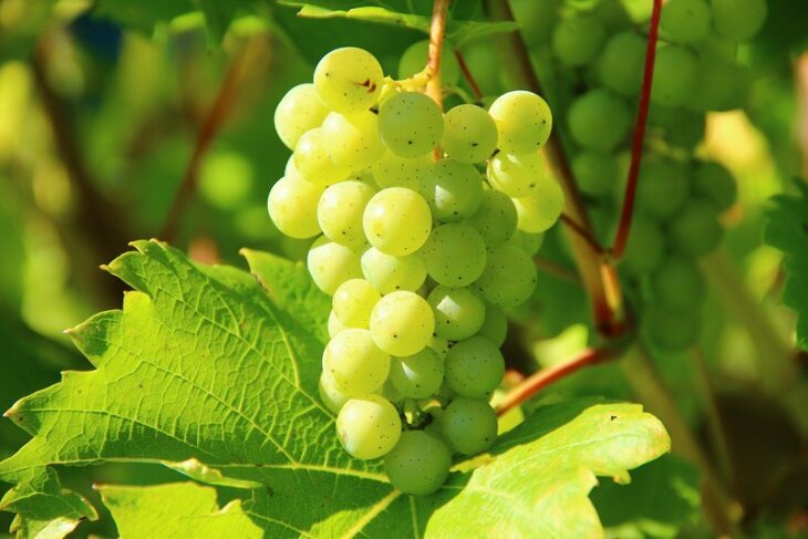 Jakie wina produkuje się w Polsce?