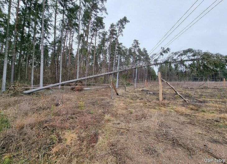 W lasach trwa szacowanie strat po wichurach