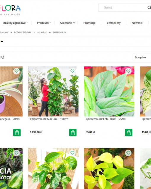 Epipremnum i jego odmiany - od klasycznej aureum po marble queen