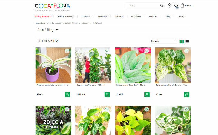 Epipremnum i jego odmiany - od klasycznej aureum po marble queen