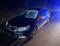 Zderzenie samochodu osobowego z łosiem