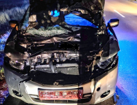 Kolizja z udziałem żubra. Uwaga na dzikie zwierzęta