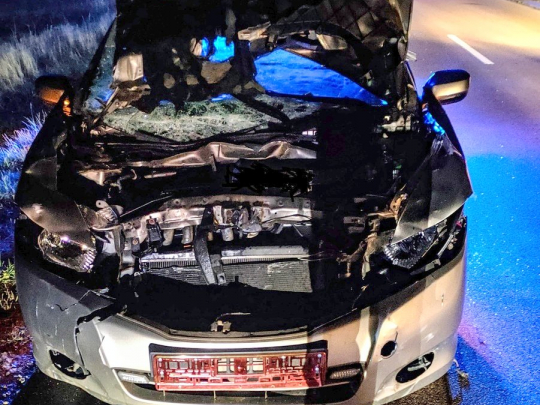 Kolizja z udziałem żubra. Uwaga na dzikie zwierzęta