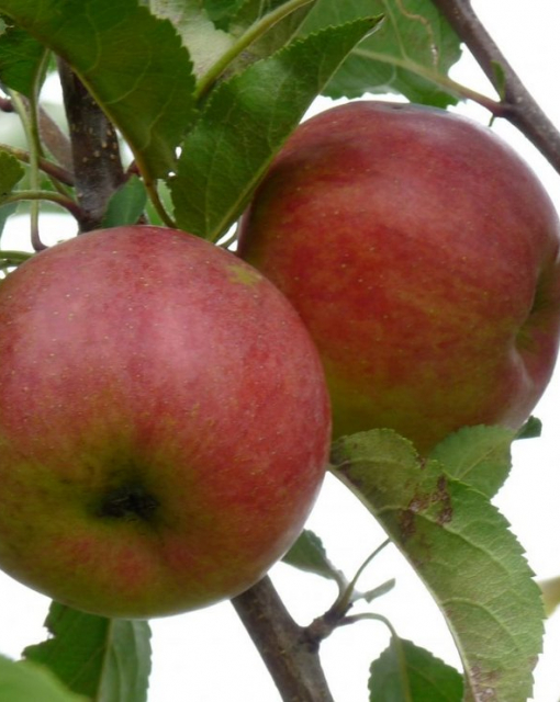 Najlepsze letnie odmiany jabłoni: wybór sadzonek