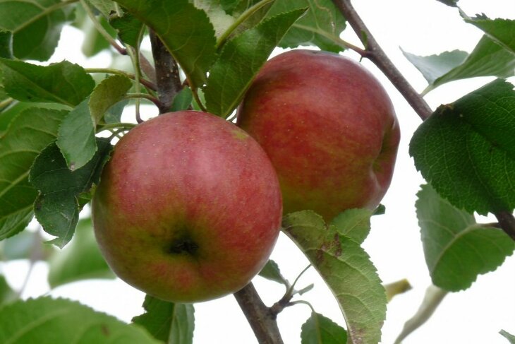 Najlepsze letnie odmiany jabłoni: wybór sadzonek