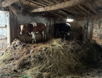 50-latek odpowie za znęcanie się nad zwierzętami