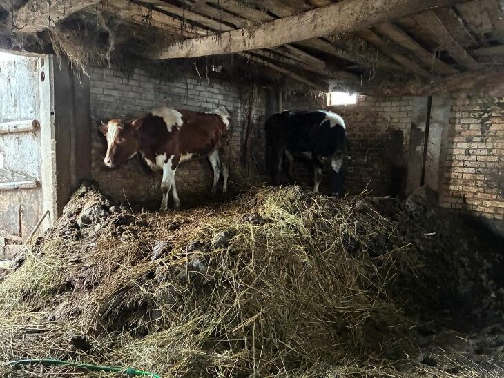50-latek odpowie za znęcanie się nad zwierzętami