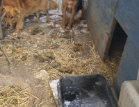 11 psów odebranych z rażąco złych warunków