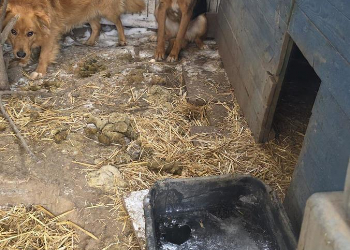 11 psów odebranych z rażąco złych warunków