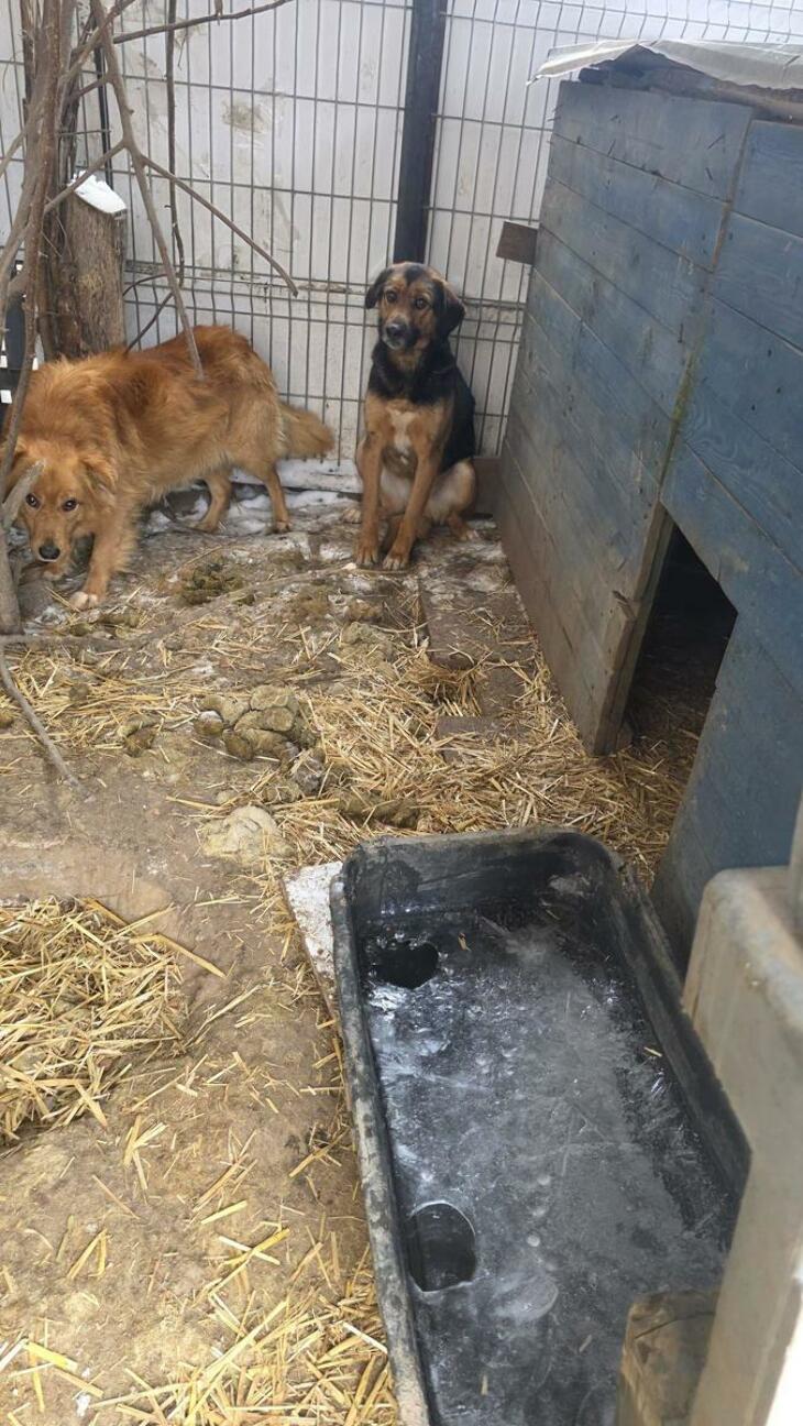 11 psów odebranych z rażąco złych warunków