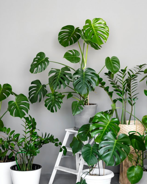 Jakie rośliny doniczkowe są niebezpieczne dla zwierząt domowych?