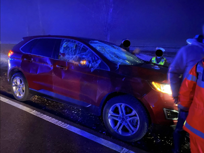 Zdarzenie z udziałem łosia na DK65