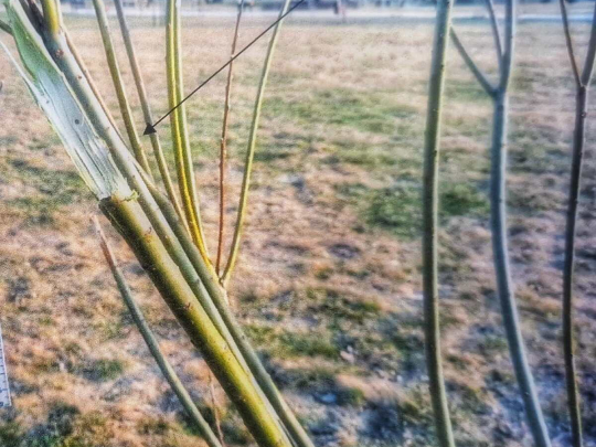 32- latek niszczył zieleń miejską !