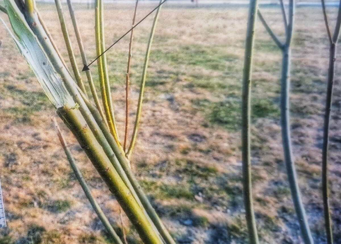 32- latek niszczył zieleń miejską !