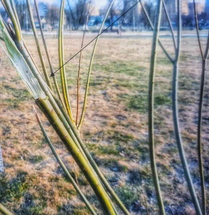 32- latek niszczył zieleń miejską !