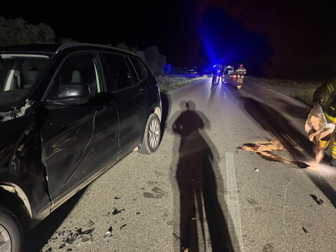 Groźne zderzenie z łosiem pod Szczuczynem
