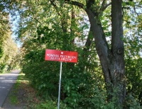 Co dalej z zabytkową aleją w Wojewodzinie? ZDP odpowiada