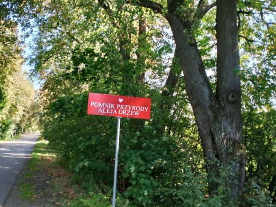 Co dalej z zabytkową aleją w Wojewodzinie? ZDP odpowiada