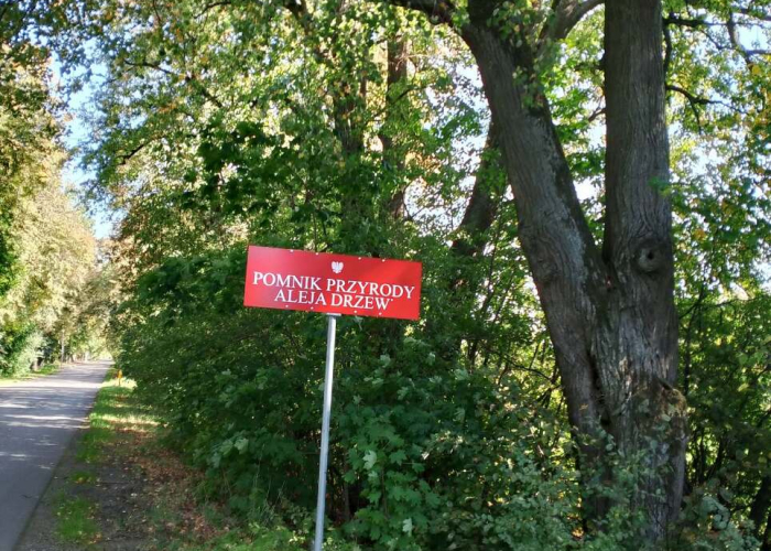 Co dalej z zabytkową aleją w Wojewodzinie? ZDP odpowiada