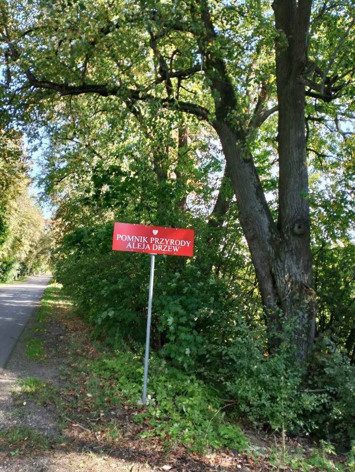 Co dalej z zabytkową aleją w Wojewodzinie? ZDP odpowiada.