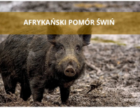 Pierwsze ognisko ASF w 2026 roku w powiecie grajewskim