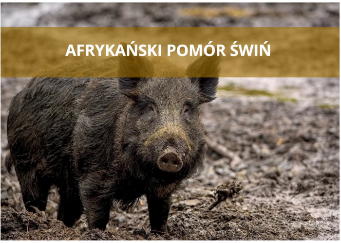 Pierwsze ognisko ASF w 2026 roku w powiecie grajewskim