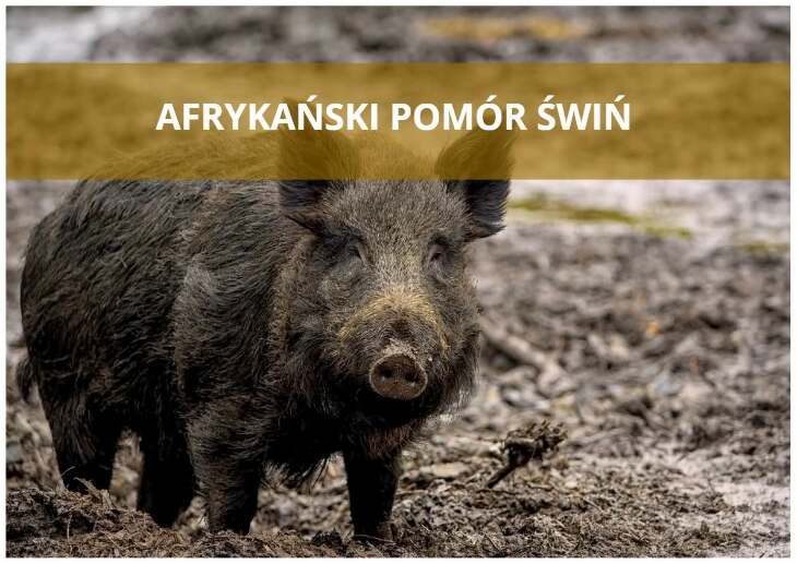 Pierwsze ognisko ASF w 2026 roku w powiecie grajewskim