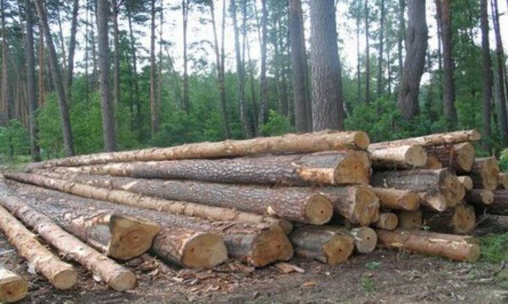 Nadleśnictwo sprzedaje drewno