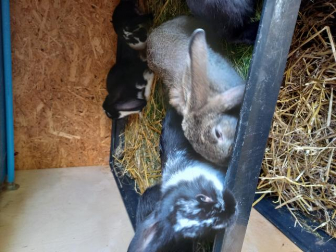 Grajewo ogłoszenia: Sprzedam 7 królików czystorasowych rasy Baran Francuski. Urodzone...