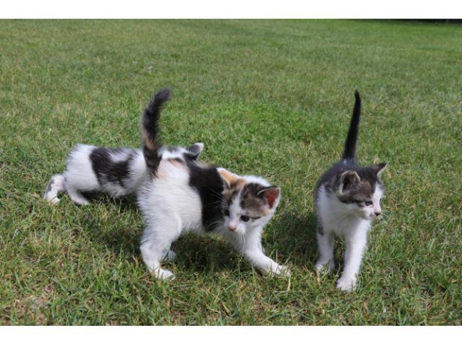 Grajewo ogłoszenia: śliczne małe kotki szukają nowego domu mają ok 6 tyg same jedzą,