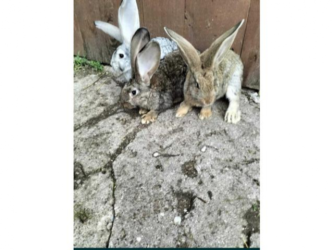 Grajewo ogłoszenia: Sprzedam czystorasowe króliki młode wiek 2-3 miesiące  rasy...