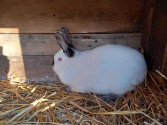 Grajewo ogłoszenia: Mam do sprzedania króliki dorosłe waga około 4 - 6 kg , cena...