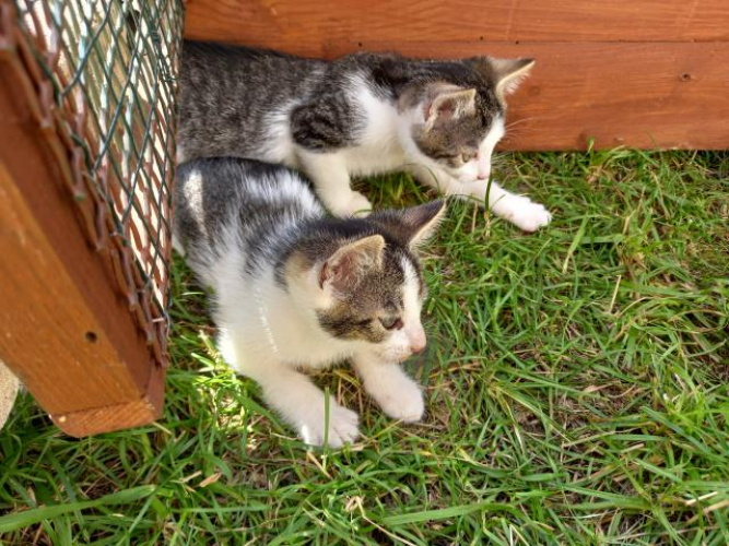 Grajewo ogłoszenia: Małe  kotki  szuka nowego domu same jedzą  i kożystają z...