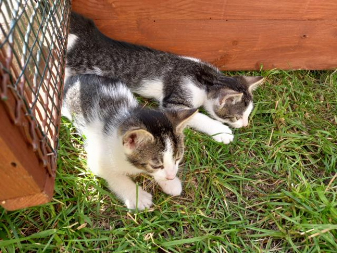 Grajewo ogłoszenia: Małe kotki  szukają domu same jedzą załatwiają się w  kuwete...