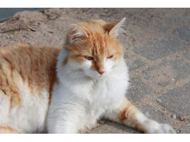 Grajewo ogłoszenia: Szukam kota ze zdjęcia 
Dla znalazcy nagroda pieniężna