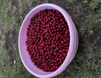 Grajewo ogłoszenia: Sprzedam świeżo zerwane wiśnie, mam 15 kg.
Cena: 12,50 zł/kg
