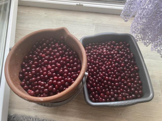 Grajewo ogłoszenia: Sprzedam wiśnie zerwane prosto z sadu świeże . 
Cena za 1 kg 10...
