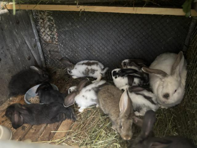 Grajewo ogłoszenia: Witam sprzedam króliki dorosła samica z 12 młodymi posiadam też...